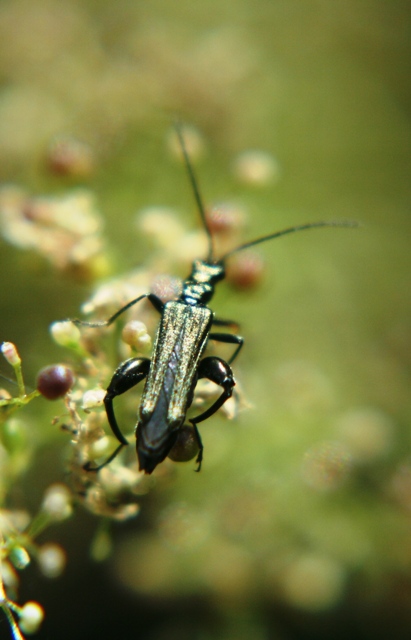 Oedemera nobilis....scambiato per un Cerambicydae